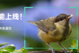 “AI”看鸟根本停不下来，北京君正“AI芯”开拓智能观鸟新领域