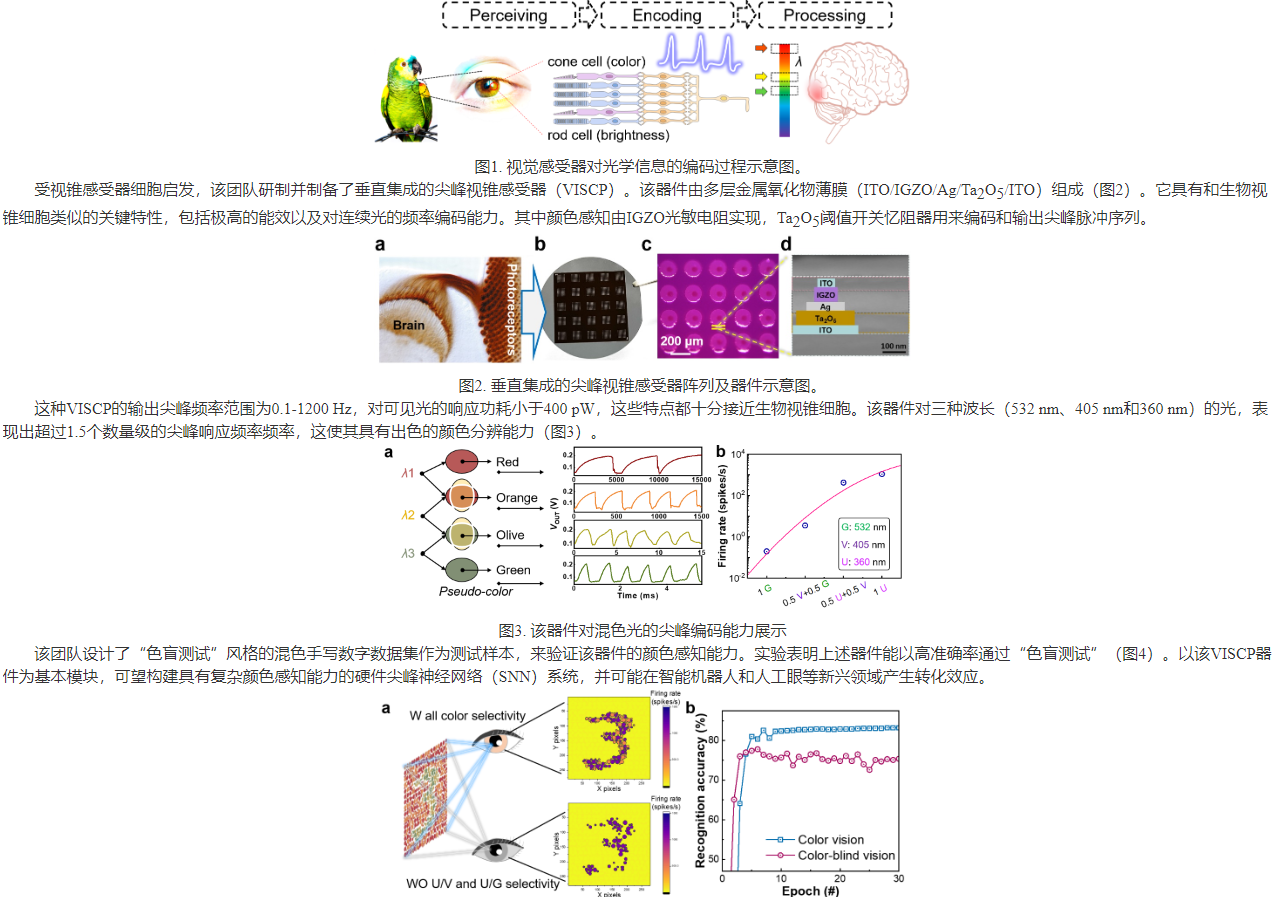 南京大学电子学院在超低功耗氧化物尖峰视觉神经元方面取得进展：bat365官网登录