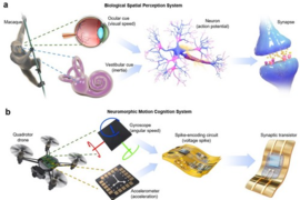 南开大学利用人工突触器件实现大脑的感官功能