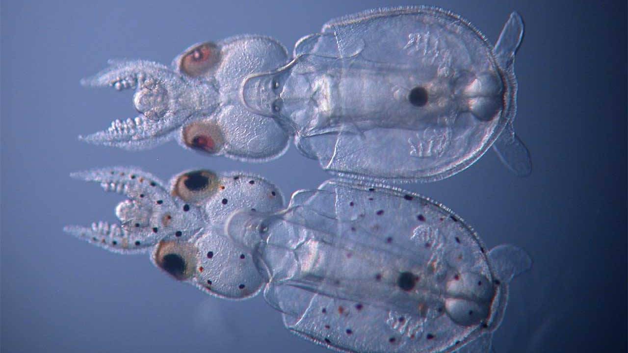意义非凡 科学家首次实现头足类动物的基因敲除